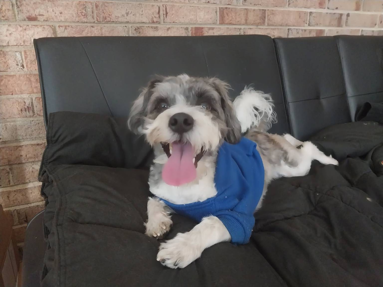 Dog boarding in Statesville NC